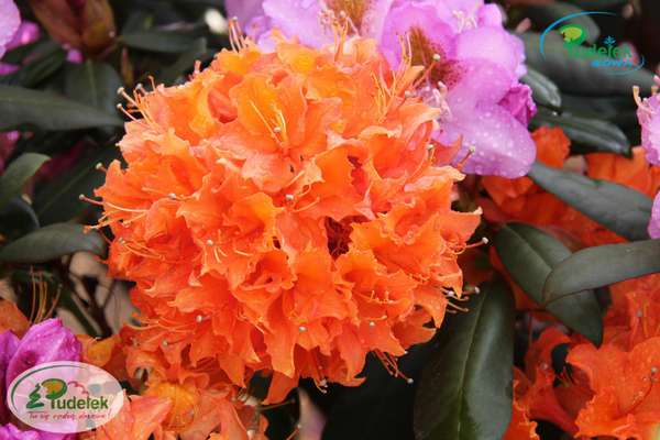 Azalia Mandarin Lights